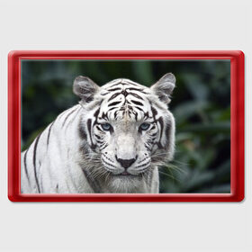 Магнит 45*70 с принтом Белый тигр в Санкт-Петербурге, Пластик | Размер: 78*52 мм; Размер печати: 70*45 | Тематика изображения на принте: animal | jungle | look | predator | tiger | white | wild | белый | взгляд | джунгли | дикий | животное | тигр | хищник