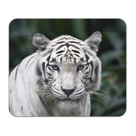 Коврик прямоугольный с принтом Белый тигр в Санкт-Петербурге, натуральный каучук | размер 230 х 185 мм; запечатка лицевой стороны | Тематика изображения на принте: animal | jungle | look | predator | tiger | white | wild | белый | взгляд | джунгли | дикий | животное | тигр | хищник