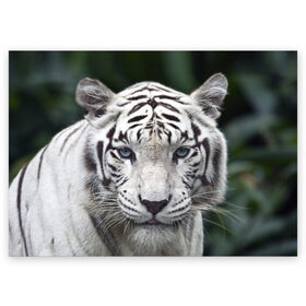 Поздравительная открытка с принтом Белый тигр в Санкт-Петербурге, 100% бумага | плотность бумаги 280 г/м2, матовая, на обратной стороне линовка и место для марки
 | animal | jungle | look | predator | tiger | white | wild | белый | взгляд | джунгли | дикий | животное | тигр | хищник