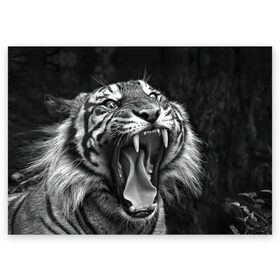 Поздравительная открытка с принтом Тигр в Санкт-Петербурге, 100% бумага | плотность бумаги 280 г/м2, матовая, на обратной стороне линовка и место для марки
 | Тематика изображения на принте: animal | black   white | fangs | jaws | jungle | predator | teeth | tiger | wild | джунгли | дикий | животное | клыки | оскал | пасть | тигр | хищник | черно   белый