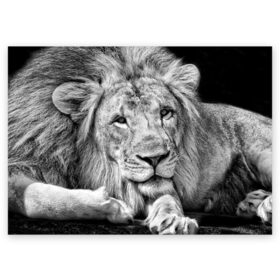Поздравительная открытка с принтом Лев в Санкт-Петербурге, 100% бумага | плотность бумаги 280 г/м2, матовая, на обратной стороне линовка и место для марки
 | animal | black   white | king | lies | lion | look | predator | wild | взгляд | дикий | животное | зверь | лев | лежит | хищник | царь | черно   белый