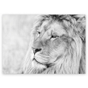 Поздравительная открытка с принтом Лев в Санкт-Петербурге, 100% бумага | плотность бумаги 280 г/м2, матовая, на обратной стороне линовка и место для марки
 | animal | black   white | king | lion | look | predator | wild | взгляд | дикий | животное | зверь | лев | хищник | царь | черно   белый