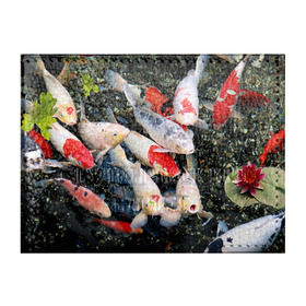 Обложка для студенческого билета с принтом Koi Fish (карпы кои) в Санкт-Петербурге, натуральная кожа | Размер: 11*8 см; Печать на всей внешней стороне | bright | brocade | carp | color | decorative | depth | exotic | fish | koi | koi fish | sea | water | вода | глубина | декоративные | карпы | кои | море | парчовый | рыбки | цвет | экзотические | яркий