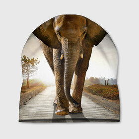 Шапка 3D с принтом Слон в Санкт-Петербурге, 100% полиэстер | универсальный размер, печать по всей поверхности изделия | africa | animal | big | elephant | go | road | savannah | wild | африка | большой | дикий | дорога | животное | идет | саванна | слон