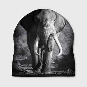 Шапка 3D с принтом Слон в Санкт-Петербурге, 100% полиэстер | универсальный размер, печать по всей поверхности изделия | Тематика изображения на принте: africa | animal | big | black   white | elephant | go | road | savannah | wild | африка | большой | дикий | дорога | животное | идет | саванна | слон | черно   белый