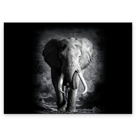 Поздравительная открытка с принтом Слон в Санкт-Петербурге, 100% бумага | плотность бумаги 280 г/м2, матовая, на обратной стороне линовка и место для марки
 | africa | animal | big | black   white | elephant | go | road | savannah | wild | африка | большой | дикий | дорога | животное | идет | саванна | слон | черно   белый
