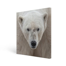 Холст квадратный с принтом Белый медведь в Санкт-Петербурге, 100% ПВХ |  | animal | bear | eyes | head | north | polar | predator | white | wild | белый | взгляд | голова | дикий | животное | медведь | полярный | север | хищник