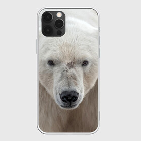 Чехол для iPhone 12 Pro с принтом Белый медведь в Санкт-Петербурге, силикон | область печати: задняя сторона чехла, без боковых панелей | animal | bear | eyes | head | north | polar | predator | white | wild | белый | взгляд | голова | дикий | животное | медведь | полярный | север | хищник
