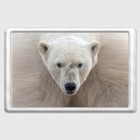 Магнит 45*70 с принтом Белый медведь в Санкт-Петербурге, Пластик | Размер: 78*52 мм; Размер печати: 70*45 | animal | bear | eyes | head | north | polar | predator | white | wild | белый | взгляд | голова | дикий | животное | медведь | полярный | север | хищник