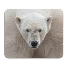 Коврик прямоугольный с принтом Белый медведь в Санкт-Петербурге, натуральный каучук | размер 230 х 185 мм; запечатка лицевой стороны | animal | bear | eyes | head | north | polar | predator | white | wild | белый | взгляд | голова | дикий | животное | медведь | полярный | север | хищник