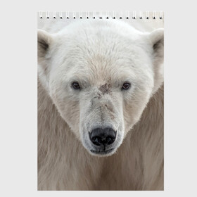 Скетчбук с принтом Белый медведь в Санкт-Петербурге, 100% бумага
 | 48 листов, плотность листов — 100 г/м2, плотность картонной обложки — 250 г/м2. Листы скреплены сверху удобной пружинной спиралью | animal | bear | eyes | head | north | polar | predator | white | wild | белый | взгляд | голова | дикий | животное | медведь | полярный | север | хищник