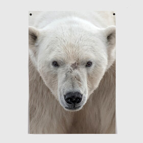 Постер с принтом Белый медведь в Санкт-Петербурге, 100% бумага
 | бумага, плотность 150 мг. Матовая, но за счет высокого коэффициента гладкости имеет небольшой блеск и дает на свету блики, но в отличии от глянцевой бумаги не покрыта лаком | animal | bear | eyes | head | north | polar | predator | white | wild | белый | взгляд | голова | дикий | животное | медведь | полярный | север | хищник