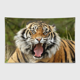 Флаг-баннер с принтом Тигр в Санкт-Петербурге, 100% полиэстер | размер 67 х 109 см, плотность ткани — 95 г/м2; по краям флага есть четыре люверса для крепления | angry | animal | beast | jaws | predator | teeth | tiger | животное | зверь | злой | клыки | оскал | пасть | тигр | хищник