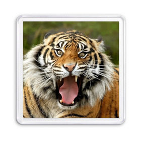 Магнит 55*55 с принтом Тигр в Санкт-Петербурге, Пластик | Размер: 65*65 мм; Размер печати: 55*55 мм | angry | animal | beast | jaws | predator | teeth | tiger | животное | зверь | злой | клыки | оскал | пасть | тигр | хищник