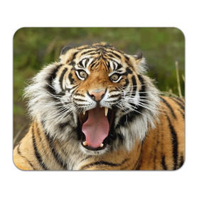Коврик прямоугольный с принтом Тигр в Санкт-Петербурге, натуральный каучук | размер 230 х 185 мм; запечатка лицевой стороны | angry | animal | beast | jaws | predator | teeth | tiger | животное | зверь | злой | клыки | оскал | пасть | тигр | хищник