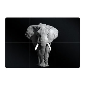 Магнитный плакат 3Х2 с принтом Слон в Санкт-Петербурге, Полимерный материал с магнитным слоем | 6 деталей размером 9*9 см | africa | big | black   white | elephant is an animal | shroud | tusks | африка | бивни | большой | животное | идет | савана | слон | черно   белый