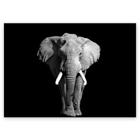 Поздравительная открытка с принтом Слон в Санкт-Петербурге, 100% бумага | плотность бумаги 280 г/м2, матовая, на обратной стороне линовка и место для марки
 | africa | big | black   white | elephant is an animal | shroud | tusks | африка | бивни | большой | животное | идет | савана | слон | черно   белый
