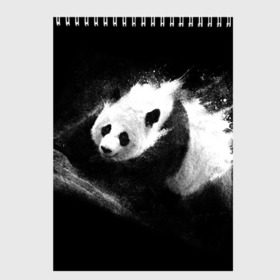 Скетчбук с принтом Молочная панда в Санкт-Петербурге, 100% бумага
 | 48 листов, плотность листов — 100 г/м2, плотность картонной обложки — 250 г/м2. Листы скреплены сверху удобной пружинной спиралью | animal | bear | beast | milk | nature | panda | животное | зверь | медведь | молоко | панда | природа