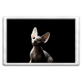 Магнит 45*70 с принтом Сфинкс в Санкт-Петербурге, Пластик | Размер: 78*52 мм; Размер печати: 70*45 | Тематика изображения на принте: black | cat | взгляд | кот | котик | котэ | кошка | сфинкс | уши | черный