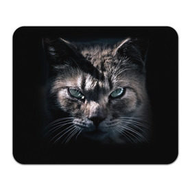 Коврик прямоугольный с принтом Котик в Санкт-Петербурге, натуральный каучук | размер 230 х 185 мм; запечатка лицевой стороны | животные | кот | котенок | котик | кошка