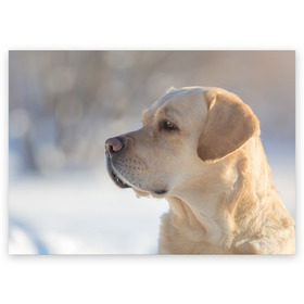 Поздравительная открытка с принтом Лабрадор в Санкт-Петербурге, 100% бумага | плотность бумаги 280 г/м2, матовая, на обратной стороне линовка и место для марки
 | далматин | далматинец | дворняга | лабрадор | любимец | овчарка | пес | питомец | самоед | собака | собачка | щенок