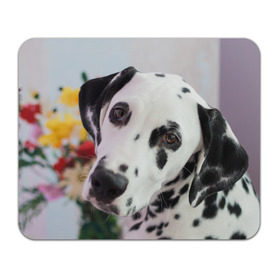 Коврик прямоугольный с принтом Далматин в Санкт-Петербурге, натуральный каучук | размер 230 х 185 мм; запечатка лицевой стороны | Тематика изображения на принте: акита | акита ину | далматин | далматинец | дворняга | ину | лабрадор | любимец | овчарка | пес | питомец | самоед | сиба | сиба ину | собака | собачка | щенок
