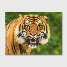 Альбом для рисования с принтом Тигр в Санкт-Петербурге, 100% бумага
 | матовая бумага, плотность 200 мг. | дикая кошка | животное | клыки | лев | тигр. tiger | хищник