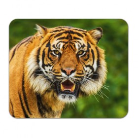 Коврик прямоугольный с принтом Тигр в Санкт-Петербурге, натуральный каучук | размер 230 х 185 мм; запечатка лицевой стороны | дикая кошка | животное | клыки | лев | тигр. tiger | хищник