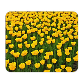 Коврик прямоугольный с принтом Жёлтые тюльпаны в Санкт-Петербурге, натуральный каучук | размер 230 х 185 мм; запечатка лицевой стороны | Тематика изображения на принте: поле | цветы | яркий