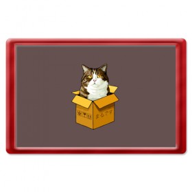 Магнит 45*70 с принтом Maru в Санкт-Петербурге, Пластик | Размер: 78*52 мм; Размер печати: 70*45 | Тематика изображения на принте: cat | maru | коробка | кот в коробке | кот мару | котейка | кошка | мару | прикол