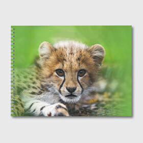 Альбом для рисования с принтом Котёнок гепарда в Санкт-Петербурге, 100% бумага
 | матовая бумага, плотность 200 мг. | гепард | дикая кошка | котёнок | кошка | лев | природа | тигр | хищник | ягуар