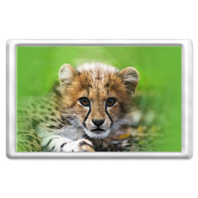 Магнит 45*70 с принтом Котёнок гепарда в Санкт-Петербурге, Пластик | Размер: 78*52 мм; Размер печати: 70*45 | гепард | дикая кошка | котёнок | кошка | лев | природа | тигр | хищник | ягуар