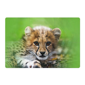 Магнитный плакат 3Х2 с принтом Котёнок гепарда в Санкт-Петербурге, Полимерный материал с магнитным слоем | 6 деталей размером 9*9 см | гепард | дикая кошка | котёнок | кошка | лев | природа | тигр | хищник | ягуар
