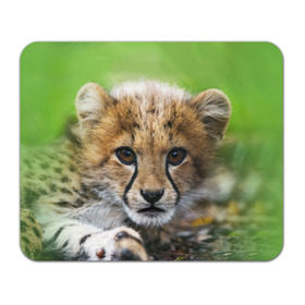 Коврик прямоугольный с принтом Котёнок гепарда в Санкт-Петербурге, натуральный каучук | размер 230 х 185 мм; запечатка лицевой стороны | гепард | дикая кошка | котёнок | кошка | лев | природа | тигр | хищник | ягуар