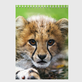 Скетчбук с принтом Котёнок гепарда в Санкт-Петербурге, 100% бумага
 | 48 листов, плотность листов — 100 г/м2, плотность картонной обложки — 250 г/м2. Листы скреплены сверху удобной пружинной спиралью | гепард | дикая кошка | котёнок | кошка | лев | природа | тигр | хищник | ягуар