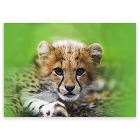 Поздравительная открытка с принтом Котёнок гепарда в Санкт-Петербурге, 100% бумага | плотность бумаги 280 г/м2, матовая, на обратной стороне линовка и место для марки
 | гепард | дикая кошка | котёнок | кошка | лев | природа | тигр | хищник | ягуар