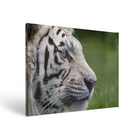 Холст прямоугольный с принтом Белый тигр в Санкт-Петербурге, 100% ПВХ |  | абессинкая | домашние | животные | кот | котенок | кошка | порода | сиамская | тигр | хищник
