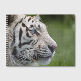 Альбом для рисования с принтом Белый тигр в Санкт-Петербурге, 100% бумага
 | матовая бумага, плотность 200 мг. | Тематика изображения на принте: абессинкая | домашние | животные | кот | котенок | кошка | порода | сиамская | тигр | хищник