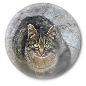 Значок с принтом Серый котик в Санкт-Петербурге,  металл | круглая форма, металлическая застежка в виде булавки | 