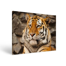 Холст прямоугольный с принтом Тигр в Санкт-Петербурге, 100% ПВХ |  | Тематика изображения на принте: амурский | животные | киса | кот | котенок | кошка | пума | рысь | серый | тигр | хищник