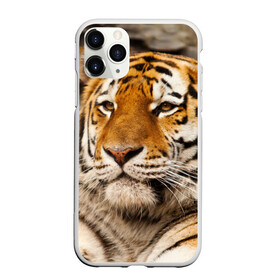 Чехол для iPhone 11 Pro Max матовый с принтом Тигр в Санкт-Петербурге, Силикон |  | Тематика изображения на принте: амурский | животные | киса | кот | котенок | кошка | пума | рысь | серый | тигр | хищник