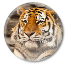 Значок с принтом Тигр в Санкт-Петербурге,  металл | круглая форма, металлическая застежка в виде булавки | амурский | животные | киса | кот | котенок | кошка | пума | рысь | серый | тигр | хищник