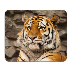 Коврик прямоугольный с принтом Тигр в Санкт-Петербурге, натуральный каучук | размер 230 х 185 мм; запечатка лицевой стороны | Тематика изображения на принте: амурский | животные | киса | кот | котенок | кошка | пума | рысь | серый | тигр | хищник