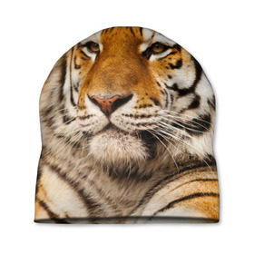 Шапка 3D с принтом Тигр в Санкт-Петербурге, 100% полиэстер | универсальный размер, печать по всей поверхности изделия | амурский | животные | киса | кот | котенок | кошка | пума | рысь | серый | тигр | хищник