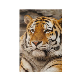 Обложка для паспорта матовая кожа с принтом Тигр в Санкт-Петербурге, натуральная матовая кожа | размер 19,3 х 13,7 см; прозрачные пластиковые крепления | амурский | животные | киса | кот | котенок | кошка | пума | рысь | серый | тигр | хищник