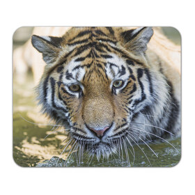 Коврик прямоугольный с принтом Тигр в Санкт-Петербурге, натуральный каучук | размер 230 х 185 мм; запечатка лицевой стороны | Тематика изображения на принте: животные | кошка | лев | тигр | тигренок | тигрица | хищник