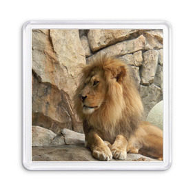 Магнит 55*55 с принтом Лев в Санкт-Петербурге, Пластик | Размер: 65*65 мм; Размер печати: 55*55 мм | амурский | животные | киса | кот | котенок | кошка | лев | львица | пума | рысь | серый | тигр | хищник