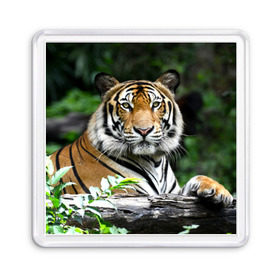 Магнит 55*55 с принтом Тигр в джунглях в Санкт-Петербурге, Пластик | Размер: 65*65 мм; Размер печати: 55*55 мм | Тематика изображения на принте: амурский | животные | зверь | киса | кот | котенок | кошка | тигр | хищник