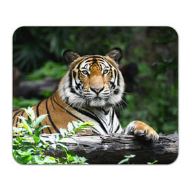 Коврик прямоугольный с принтом Тигр в джунглях в Санкт-Петербурге, натуральный каучук | размер 230 х 185 мм; запечатка лицевой стороны | Тематика изображения на принте: амурский | животные | зверь | киса | кот | котенок | кошка | тигр | хищник