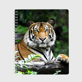 Тетрадь с принтом Тигр в джунглях в Санкт-Петербурге, 100% бумага | 48 листов, плотность листов — 60 г/м2, плотность картонной обложки — 250 г/м2. Листы скреплены сбоку удобной пружинной спиралью. Уголки страниц и обложки скругленные. Цвет линий — светло-серый
 | амурский | животные | зверь | киса | кот | котенок | кошка | тигр | хищник